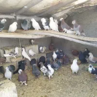 کفتر  ، فنج ،عروس هلندی، قناری