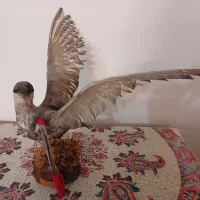 پرنده تزئینی|مجسمه، تندیس، ماکت|خرمآباد, |دیوار