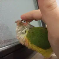 طوطی گرینچیک سخنگو بیش از ۱۰کلمه. رام چلوندنی دستی|پرنده|اردبیل, |دیوار