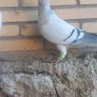 فروش ۵عدد پرنده درجه یک|پرنده|بافق, |دیوار