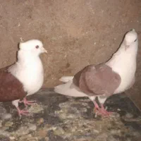 کبوتر شون سرخ
