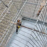 سهره|پرنده|شهر ری, شهرک نظامی|دیوار