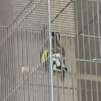 سهره باغی کت باز کن