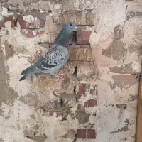 پرنده|پرنده|مسجد سلیمان, |دیوار