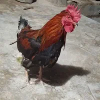 یک خروس محلی چاق وسرحال