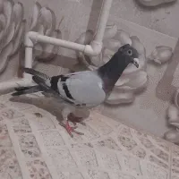 کبوتر سبز کاکل فروشی