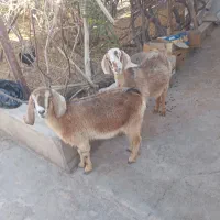 تعداد بز|حیوانات مزرعه|رفسنجان, |دیوار