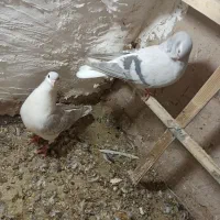 جفت عمری|پرنده|سبزوار, شهرک جهاد|دیوار