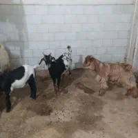 ۳ عدد کهره ماده و ۱ نر