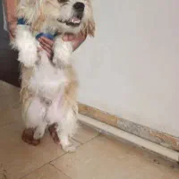 فروش سگ پاکوتاه