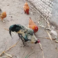 خروس صابونی|حیوانات مزرعه|قزوین, |دیوار