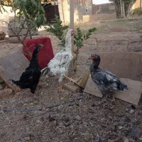 جوجه لاری و مرغ خروس مولد اصل|حیوانات مزرعه|نیشابور, دربقاضی|دیوار