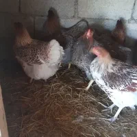 جوجه ویاندوت|حیوانات مزرعه|رضوانشهر, |دیوار