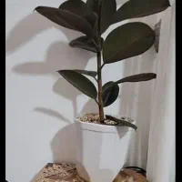 تخت سرویس چوب|تخت و سرویس خواب|نیشابور, شهرک اندیشه|دیوار