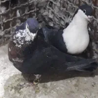 کبوتر