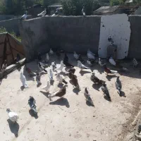 آسمان خراش