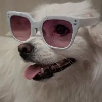 سگ پامر ماده