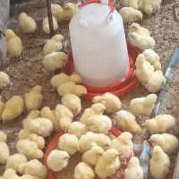 جوجه گوشتی راس آب روان