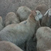 قوچ