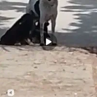 توله سگ|سگ|کرمانشاه, |دیوار