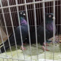 زاغ آبادانی