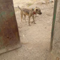 سگ ماده ۶ ماه