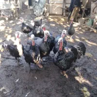 بوقلمون نر و ماده|حیوانات مزرعه|سنگر, |دیوار