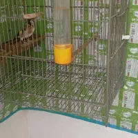 دوتا سهره زیر دهن|پرنده|صفادشت, |دیوار