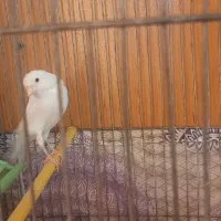 قنارینر|پرنده|شهرکرد, |دیوار