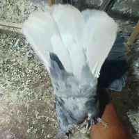 دمسفید نر زمانت پر|پرنده|بم, |دیوار