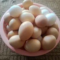 فُلان جای مرغ