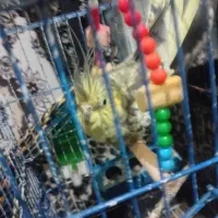 دو عددعروس|پرنده|ارومیه, |دیوار