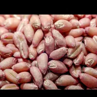 فروش تناژ  بذر گواهی شده رقم هشترود ۲۷۰۰۰ کیلویی|خدمات باغبانی و درختکاری|دیواندره, |دیوار