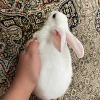 خرگوش|موش و خرگوش|فومن, |دیوار
