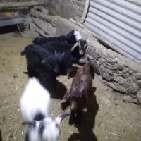 بزغاله نر و ماده