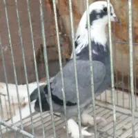 کفتر پرشی فروش و معاوضه با کفتر کشتنی|پرنده|یزد, |دیوار