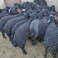 تعداد بره دورگ شال|حیوانات مزرعه|قم, باجک دو|دیوار
