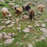 ۲۰ تا بره نر شیری باغملک