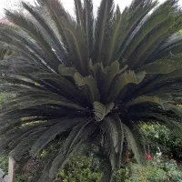 فروش شمشاد و سیکاس