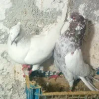 کبوتر ساعت بالا