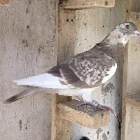 کبوتر پلاکی