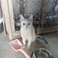 گربه