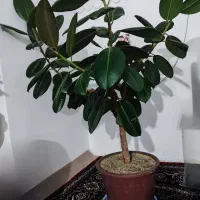 گل طبیعی گوش فیلی