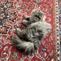 گربه پرشین پسر۸ ماهه