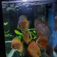 ماهی دیسکس و فیلتر سطلی سرا و آنابیاس