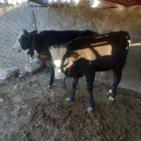 ۲ راس گوساله نر|حیوانات مزرعه|پلدختر, |دیوار