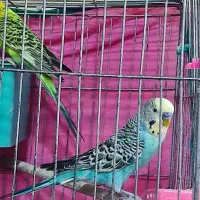 جفت مرغ عشق با دوتا جوجه|پرنده|شیراز, شهدای شهرک سعدی|دیوار