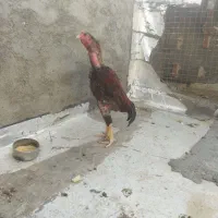 خوروس لاری اصل افغان