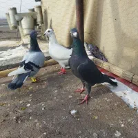 سلام سه عدد ماده|حیوانات|مشهد, نوده|دیوار