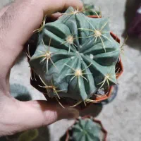 فروش کاکتوس